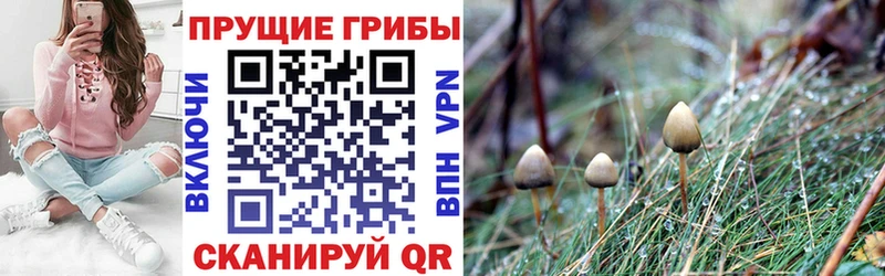 где найти   Старый Оскол  Псилоцибиновые грибы ЛСД 